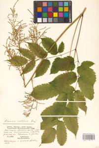 Волжанка двудомная (Walter) Fernald, Восточная Европа, Литва (E2a) (Литва)