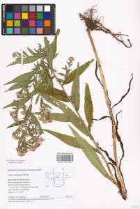 Symphyotrichum ×salignum (Willd.) G. L. Nesom, Восточная Европа, Центральный район (E4) (Россия)
