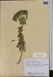 Euphorbia oxyphylla Boiss., Западная Европа (EUR) (Испания)