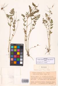 Erodium cicutarium subsp. zairae A.P.Khokhr., Кавказ, Грузия (K4) (Грузия)