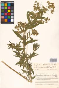 Euphorbia borodinii × virgata, Восточная Европа, Московская область и Москва (E4a) (Россия)