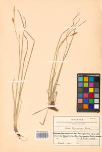 Осока реснитчатоплодная Franch., Сибирь, Дальний Восток (S6) (Россия)