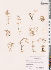 Пузырчатка малая L., Сибирь, Чукотка и Камчатка (S7) (Россия)