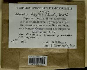 Arctoa blyttii (Bruch & Schimp.) Loeske, Гербарий мохообразных, Мхи - Карелия, Ленинградская и Мурманская области (B4) (Россия)