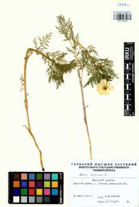Горицвет сибирский Patrin ex Ledeb., Сибирь, Прибайкалье и Забайкалье (S4) (Россия)