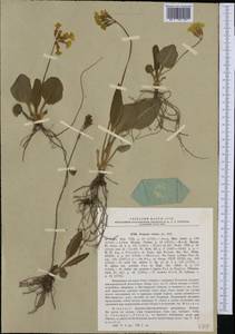 Первоцвет высокий (L.) L., Западная Европа (EUR) (Польша)