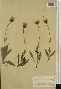 Hieracium subspeciosum subsp. comolepium Nägeli & Peter, Западная Европа (EUR) (Австрия)