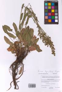 Щавель пирамидальный Fingerh., Восточная Европа, Московская область и Москва (E4a) (Россия)