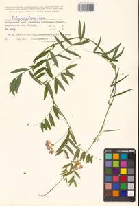 Lathyrus palustris subsp. palustris, Сибирь, Дальний Восток (S6) (Россия)