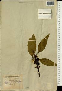 Neolitsea sericea (Bl.) Koidz., Зарубежная Азия (ASIA) (Япония)