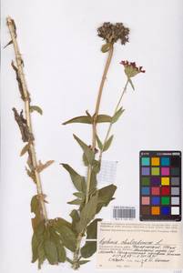 Смолевка халцедоновая, Зорька (L.) E.H.L.Krause, Восточная Европа, Западный район (E3) (Россия)