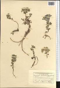 Solms-laubachia flabellata (Regel) J.P. Yue, Al-Shehbaz & H. Sun, Средняя Азия и Казахстан, Памир и Памиро-Алай (M2) (Киргизия)