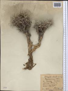 Astragalus turcomanicus (Bunge) Bunge, Средняя Азия и Казахстан, Копетдаг, Бадхыз, Малый и Большой Балхан (M1) (Туркмения)