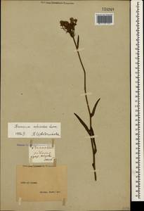Pilosella echioides subsp. echioides, Крым (KRYM) (Россия)
