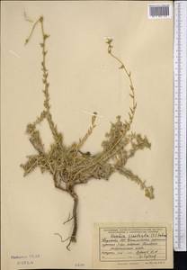 Бассия простертая (L.) Beck, Средняя Азия и Казахстан, Муюнкумы, Прибалхашье и Бетпак-Дала (M9) (Казахстан)