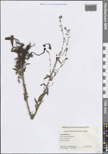 Липучка бородчатая (M.Bieb.) Menyh., Кавказ, Азербайджан (K6) (Азербайджан)