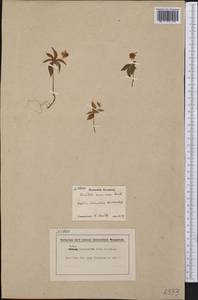 Lysimachia borealis (Raf.) U. Manns & Anderb., Америка (AMER) (Канада)