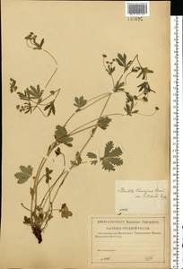 Potentilla thuringiaca subsp. goldbachii (Rupr.) Th. Wolf, Восточная Европа, Центральный лесостепной район (E6) (Россия)