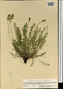 Остролодочник грязноватый (Willd.) Pers., Монголия (MONG) (Монголия)