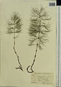 Хвощ лесной L., Восточная Европа, Западно-Украинский район (E13) (Украина)