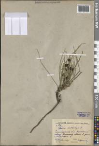 Хвойник двухколосковый, Эфедра двуколосковая L., Восточная Европа, Нижневолжский район (E9) (Россия)