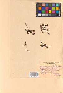 Росянка круглолистная L., Восточная Европа, Северо-Западный район (E2) (Россия)