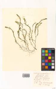 Болотник обоеполый L., Сибирь, Дальний Восток (S6) (Россия)