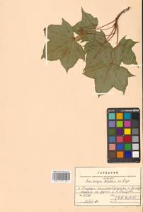 Клен Майра (Schwer.) H.Ohashi, Сибирь, Дальний Восток (S6) (Россия)
