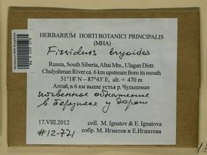 Fissidens bryoides Hedw., Гербарий мохообразных, Мхи - Западная Сибирь (включая Алтай) (B15) (Россия)