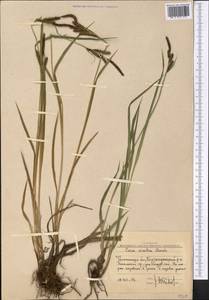 Осока округлая Boott, Средняя Азия и Казахстан, Западный Тянь-Шань и Каратау (M3) (Узбекистан)