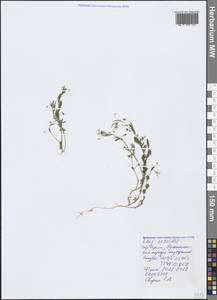 Vicia lenticula (Hoppe) Janka, Крым (KRYM) (Россия)