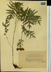 Tanacetum vulgare subsp. vulgare, Сибирь, Центральная Сибирь (S3) (Россия)