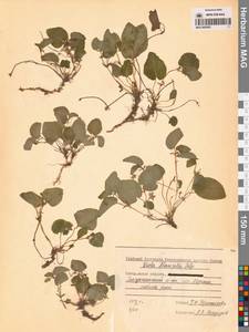 Фиалка Морица Tepl., Сибирь, Чукотка и Камчатка (S7) (Россия)