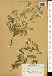 Скандикс грузинский M.Bieb., Кавказ, Армения (K5) (Армения)