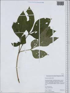 Пион молочноцветковый Pall., Сибирь, Дальний Восток (S6) (Россия)