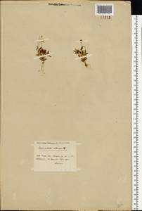 Ceratocephala orthoceras DC., Восточная Европа, Нижневолжский район (E9) (Россия)