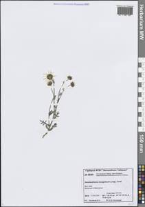 Chrysanthemum zawadzkii subsp. peleiolepis (Trautv.) Zuev, Сибирь, Центральная Сибирь (S3) (Россия)