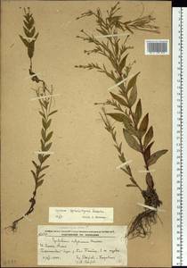Epilobium amurense subsp. cephalostigma (Hausskn.) C. J. Chen, Hoch & P. H. Raven, Сибирь, Дальний Восток (S6) (Россия)