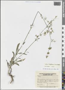 Смолевка днепровская (Gruner) Walters, Восточная Европа, Нижневолжский район (E9) (Россия)