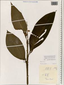 Hedychium, Зарубежная Азия (ASIA) (Вьетнам)