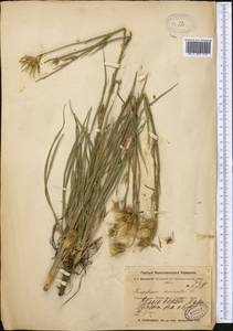 Козлобородник коротконосый DC., Средняя Азия и Казахстан, Муюнкумы, Прибалхашье и Бетпак-Дала (M9) (Казахстан)