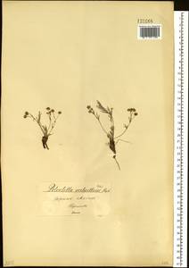 Лапчатка мутовчатая Stephan ex Willd., Сибирь, Прибайкалье и Забайкалье (S4) (Россия)