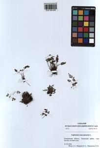 Костенец стенной, Костенец постенный L., Сибирь, Алтай и Саяны (S2) (Россия)