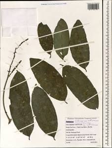 Scleropyrum pentandrum (Dennst.) D.J. Mabberley, Зарубежная Азия (ASIA) (Вьетнам)