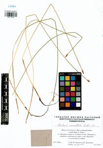 Болотница сосочковая (H.Lindb.) H.Lindb., Сибирь, Прибайкалье и Забайкалье (S4) (Россия)