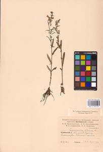 Колокольчик сибирский L., Восточная Европа, Восточный район (E10) (Россия)