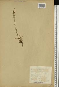 Щавель воробьиный, Щавелек L., Восточная Европа, Северный район (E1) (Россия)