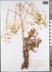 Ферула каспийская M.Bieb., Восточная Европа, Нижневолжский район (E9) (Россия)