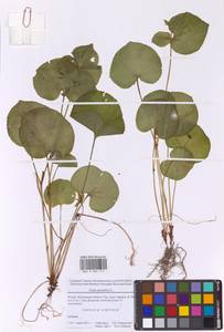 Фиалка удивительная L., Восточная Европа, Московская область и Москва (E4a) (Россия)