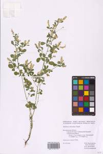 Донник высочайший Thuill., Восточная Европа, Центральный лесостепной район (E6) (Россия)